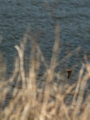 Sand martin in Manorbier