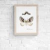 Barberry Carpet Moth Fine Art Print
