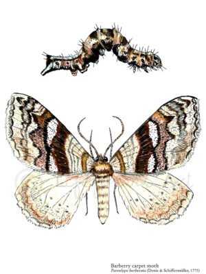 Barberry Carpet Moth fine art print