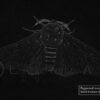 Peppered Moth Fine art print