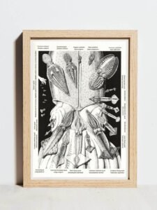 Cephalopods clock poster