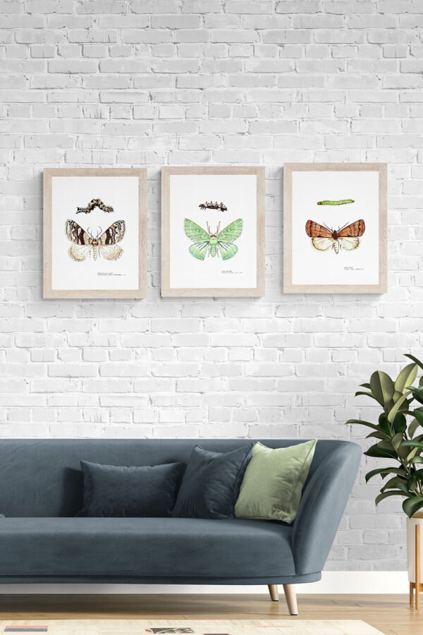 Endangered Moths FIne Art Prints
