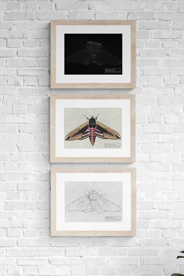 Moths Fine Art Prints Set