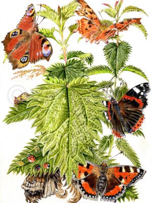 Nettle fine art print