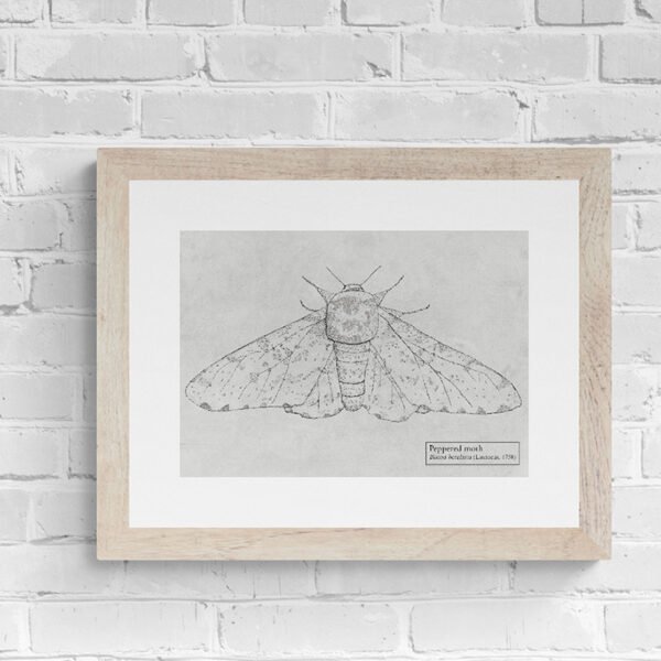 Peppered Moth Fine art print