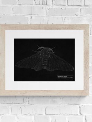 Black Peppered Moth Fine art print