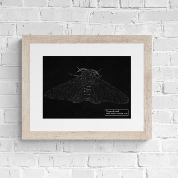Black Peppered Moth Fine art print