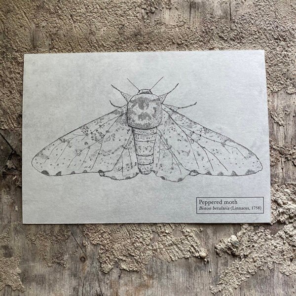 Peppered Moth fine art print