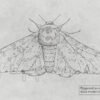 Peppered Moth Fine Art Print