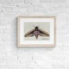 Privet Hawk Moth Fine Art Print