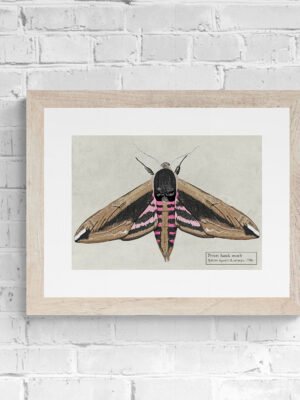 Privet Hawk Moth Fine Art Print