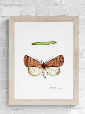 Reddish Buff Moth Fine Art Print