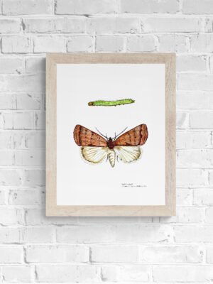 Reddish Buff Moth Fine Art Print