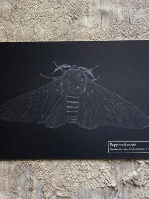 black peppered moth fine art print