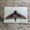 privet hawk moth fine art print