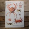 British Crabs Poster