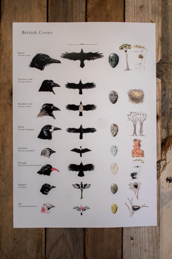 British Crows poster