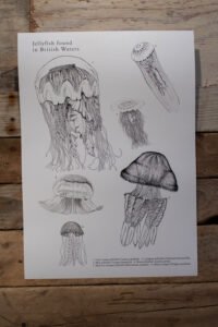 British Jellyfish Poster
