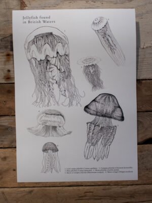 British Jellyfish Poster