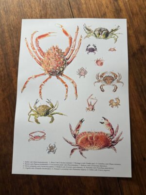 Crabs Poster Lifeforms Art