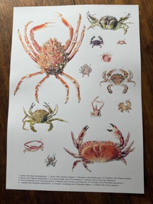 Crabs poster