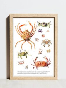 Crabs poster