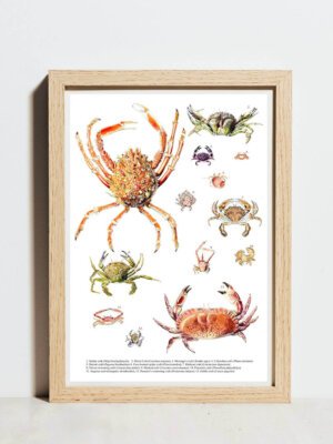 Crabs poster
