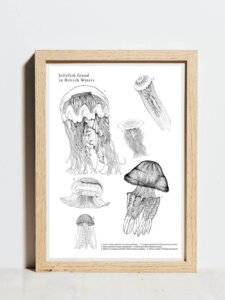 Jellyfish poster