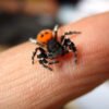 ladybird spider