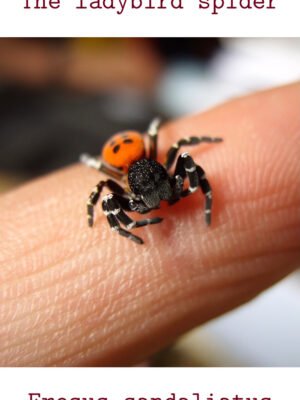 ladybird spider