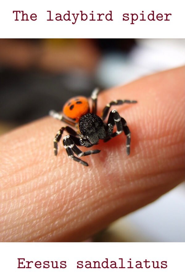 ladybird spider