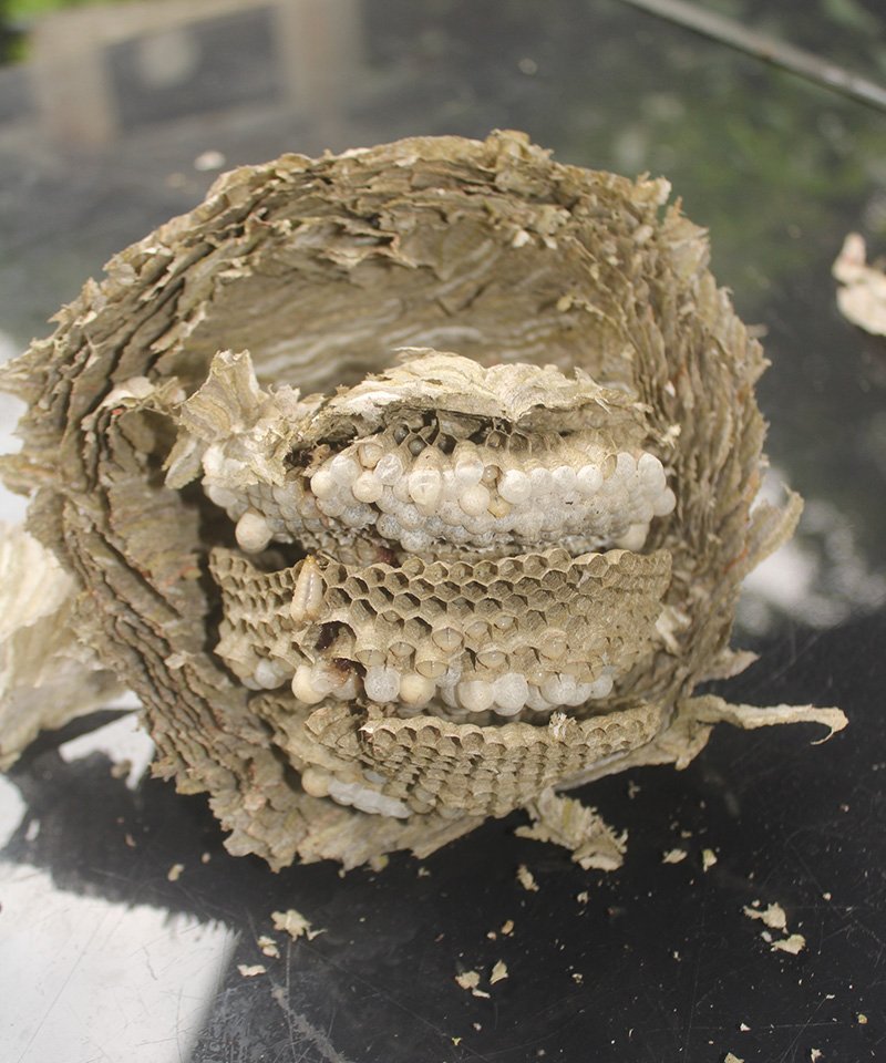 Inside of a wasps nest