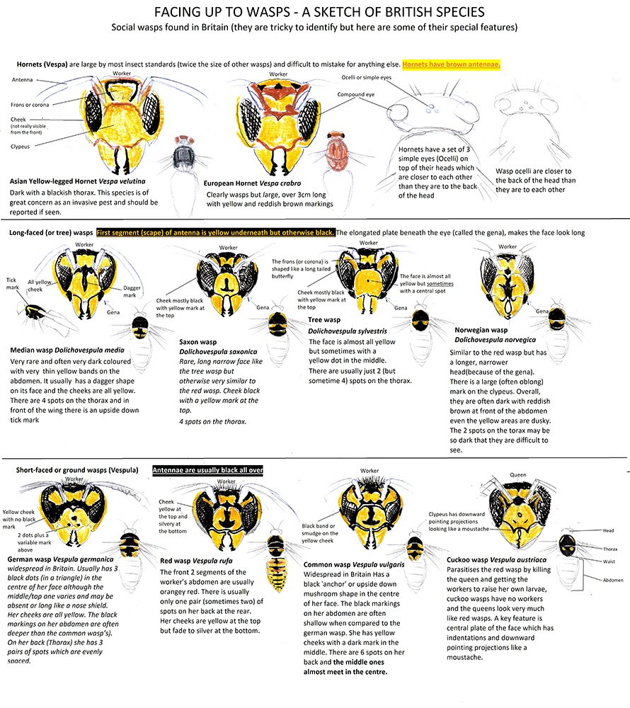 social wasps found in Britain