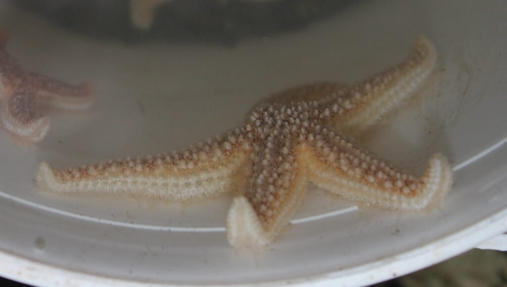 echinoderms - common starfish