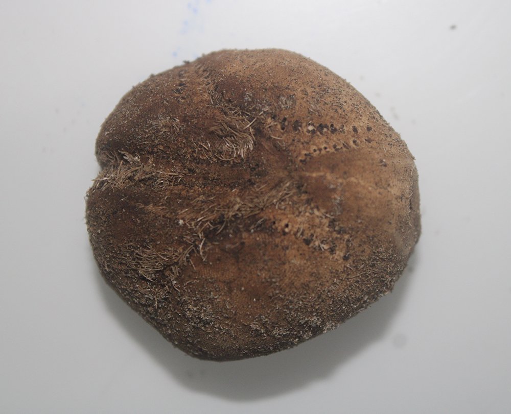 Echinoderms - sea potato