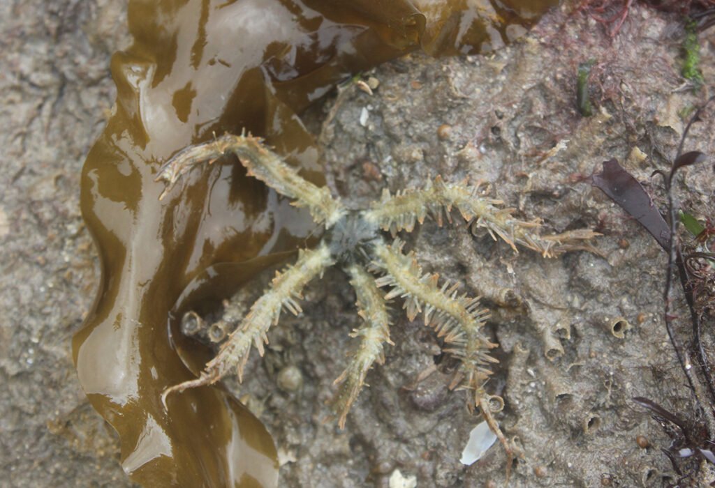 Echinoderms - brittlestar