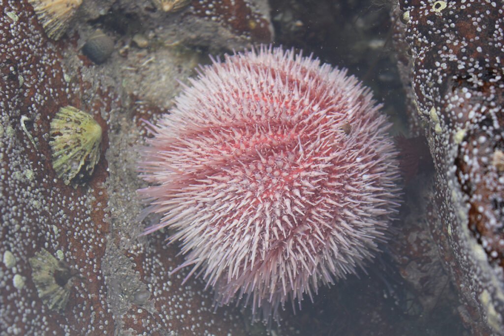Echinoderms - edible urchin