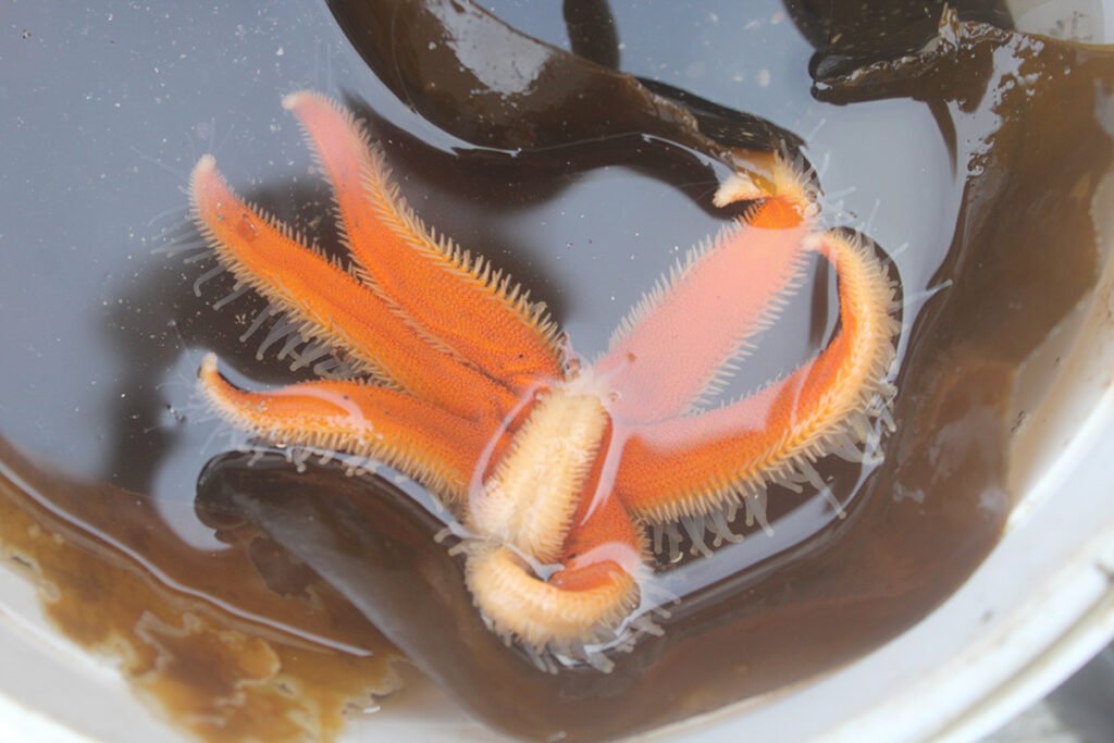 Echinoderms - seven armed starfish