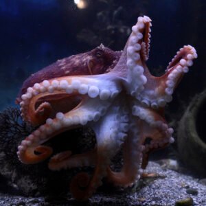 curled octopus