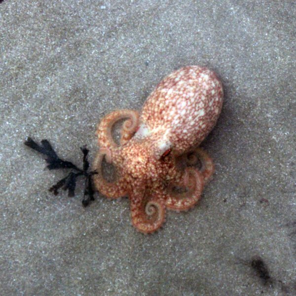 resting octopus