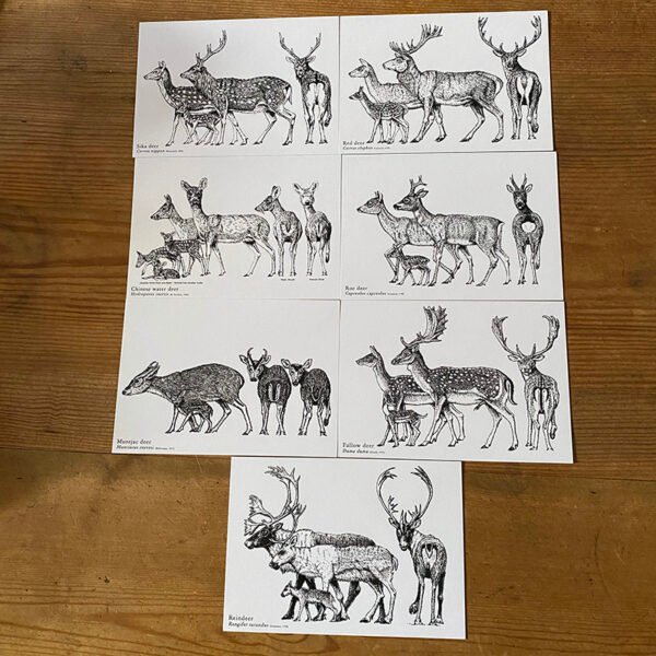 Deer Art Postcards
