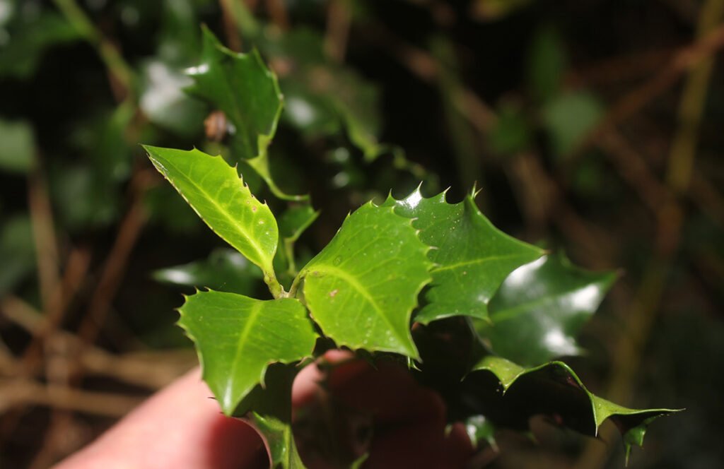 Festive evergreens - holly leaves