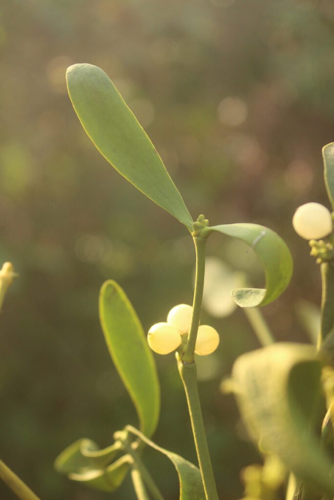 Festive evergreens - mistletoe