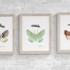 Three Moths Fine Art Prints