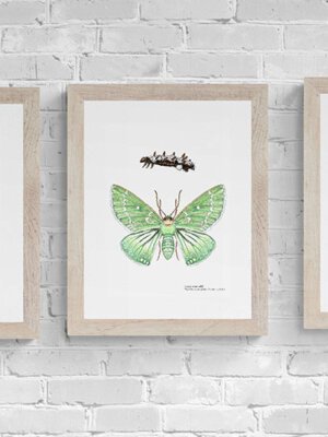 Three Moths Fine Art Prints