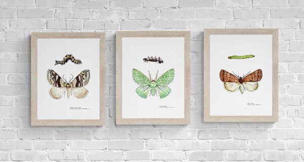 Three Moths Fine Art Prints