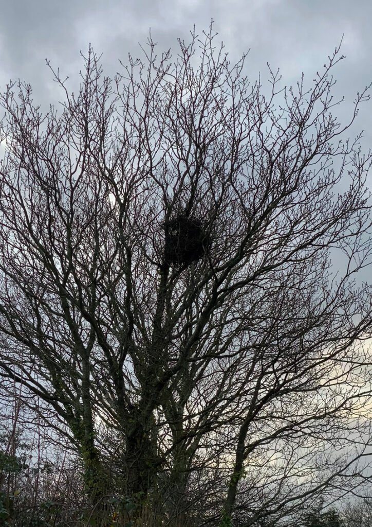 Winter - a view of the magpie nest