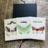 Three Moths Fine Art Prints