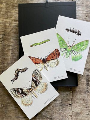 Three Moths Fine Art Prints