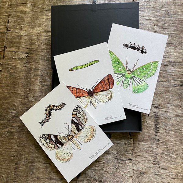 Three Moths Fine Art Prints